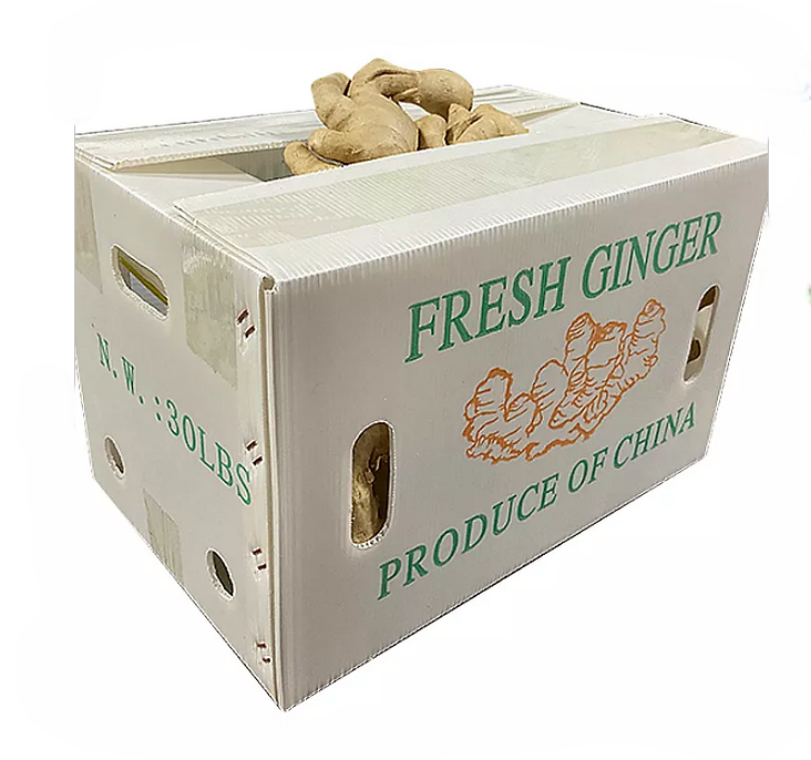 INGWER (Ginger) Frisch  ca Karton 12-13 kg  / 1Kg Preis